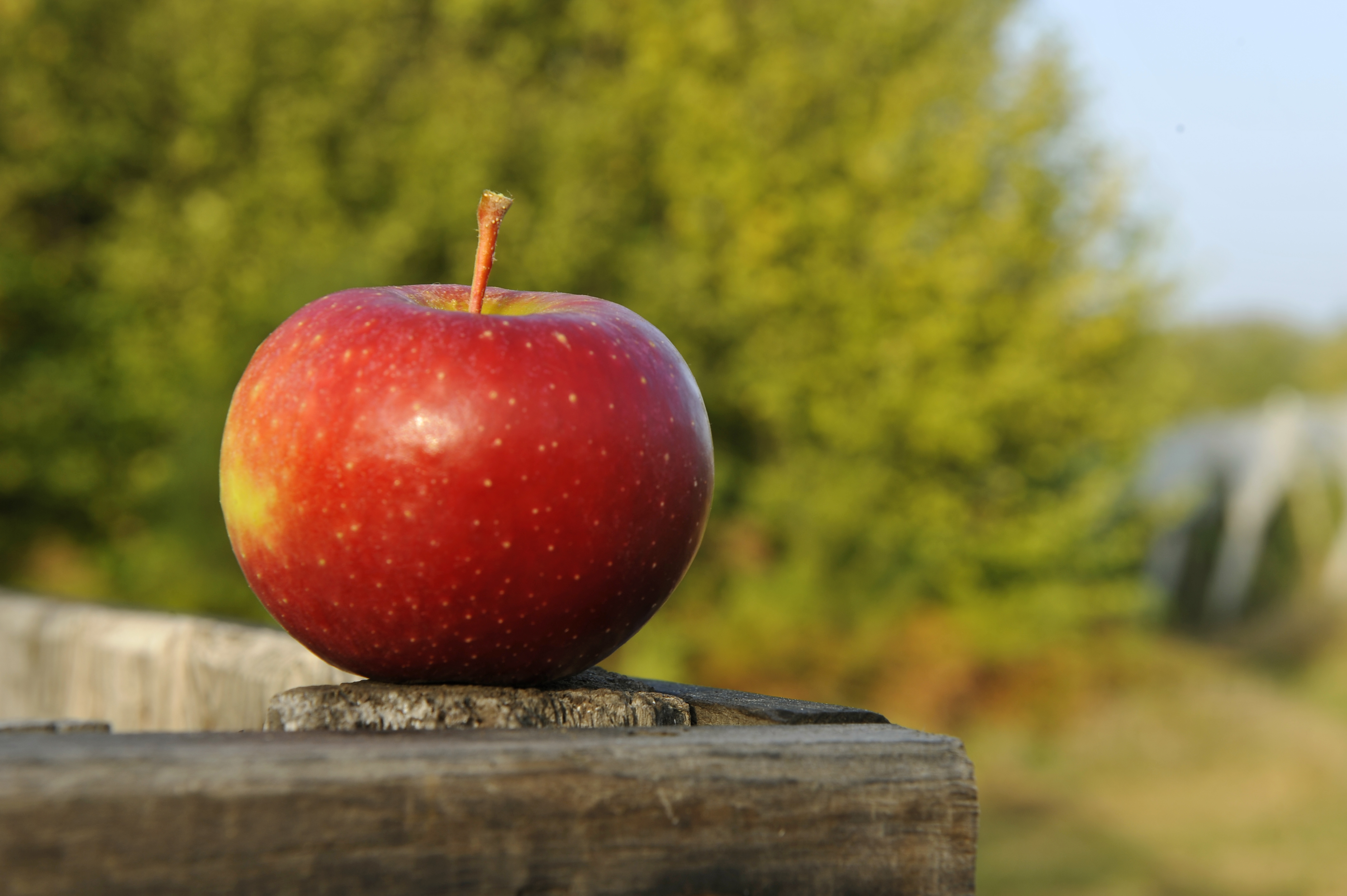 pomme